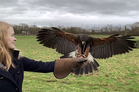 Events - The Falconry Experience