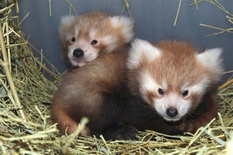 Photos: Red panda babies | Photo galleries | journalstar.com