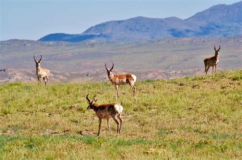 The State of the Public Lands: Five Issues to Watch in the Coming Year • The National Wildlife ...