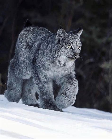 🔥 The Canada Snow Lynx and his big maw paws 🔥 : r/lynxes