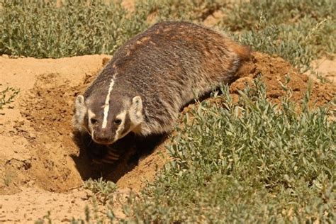 Badger Dens | The Ultimate Guide – Assorted Animals