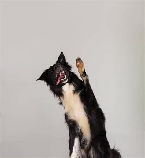 Dog To Dog Aggression Training | Every Day Interests