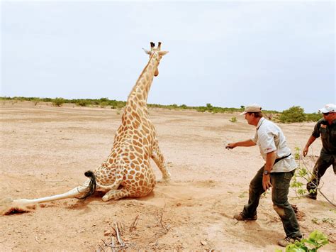 West African giraffe are going from strength to strength