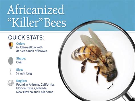 Africanized Killer Bees: Information About African Bees