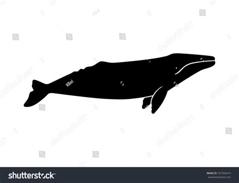 Silhouette Gray Whale Vector Illustration Isolated Stock Vector ...