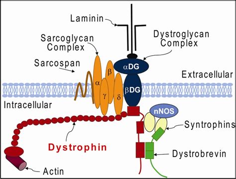 Figure 4.1 from A new model for the dystrophin associated protein complex in striated muscles ...