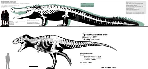 Comparing the largest T. rex specimen to the largest Deinosuchus hatcheri specimen : r/Paleontology