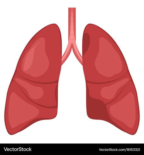 Human lung anatomy diagram Royalty Free Vector Image