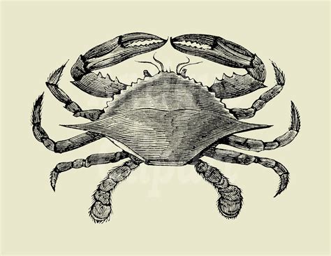 Vintage Line Art Clipart crab Instant Download JPG & PNG Images for Wall Art, Prints, Decor ...