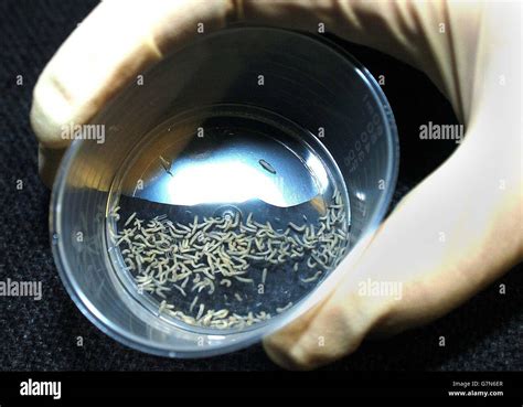 Maggot treatment hi-res stock photography and images - Alamy