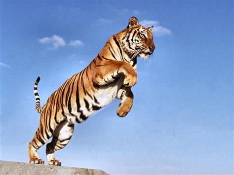 Jumping Tiger Wallpaper