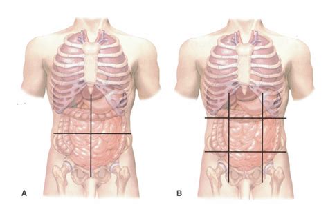 Abdominal Quadrants and Regions Diagram | Quizlet