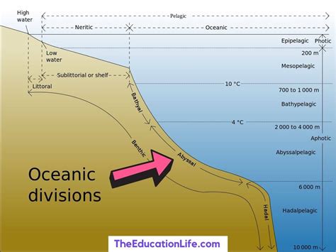 What is Abyssal Zone - Plants, Animals and Facts - The Education