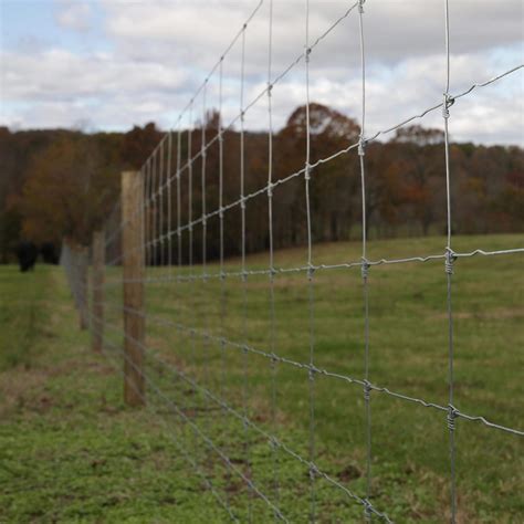 Barbed Wire Fence Cattle