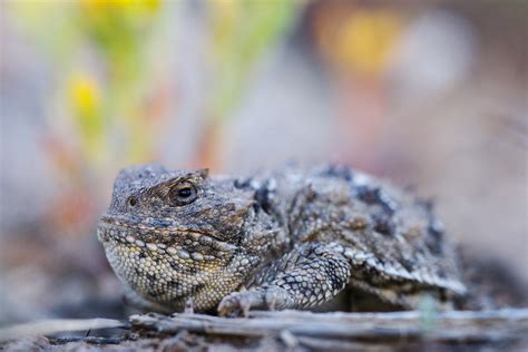 Greater Short-Horned Lizard Closeup | Shirley basin, WY | Dave Showalter Nature Photography