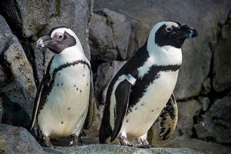 © Monterey Bay Aquarium _ African Penguins - WONDERLUST