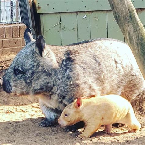 Rare golden wombat born at Ballarat Wildlife Park | photos | Herald Sun