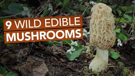 edible mushrooms that grow on trees in indiana - Pillar Of Society ...