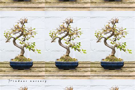 chinese elm bonsai care guide for beginners