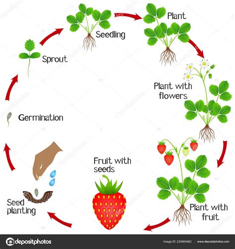 Download - Life cycle of a strawberry plant on a white background. — Stock Illustration ...