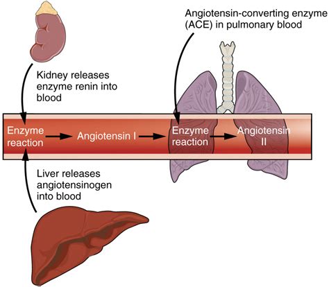 17.10 The Urinary System and Homeostasis – Fundamentals of Anatomy and ...