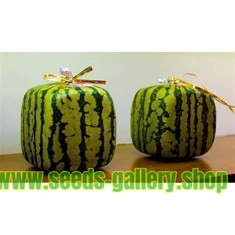 Square Watermelon Seeds - Price €1.85