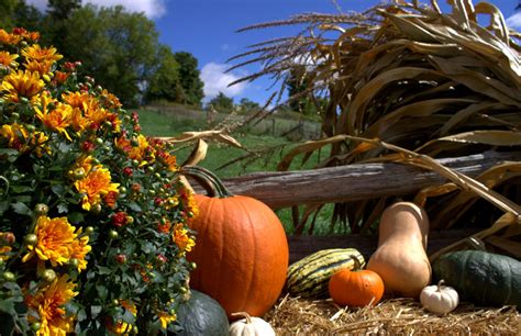 Fall Harvest Festival | Forsythe Family Farms