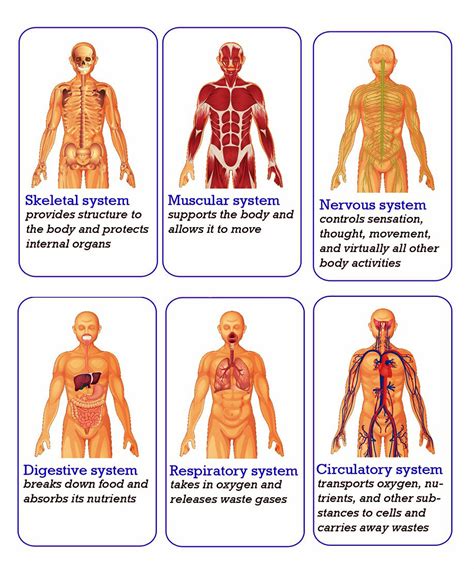 human organs – Charts