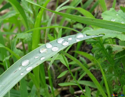 Dew on grass free image - № 27489