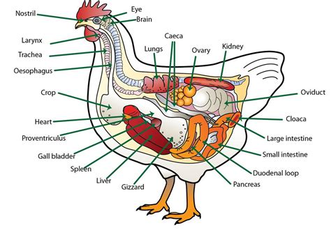 chicken anatomy Diagram | Quizlet