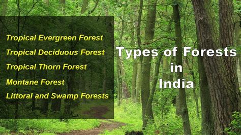 Types of Forests in India - Evergreen, Deciduous, Thorny, Montane ...