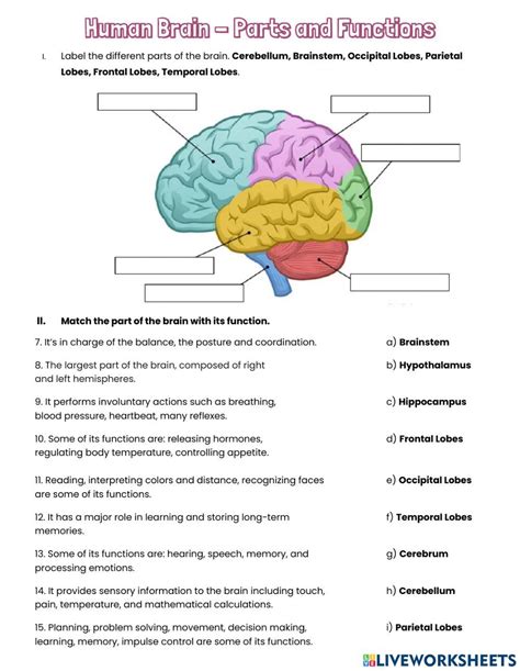 Human Brain - Parts and Functions worksheet Nurse Study Notes, Nursing Study, Brain Anatomy ...