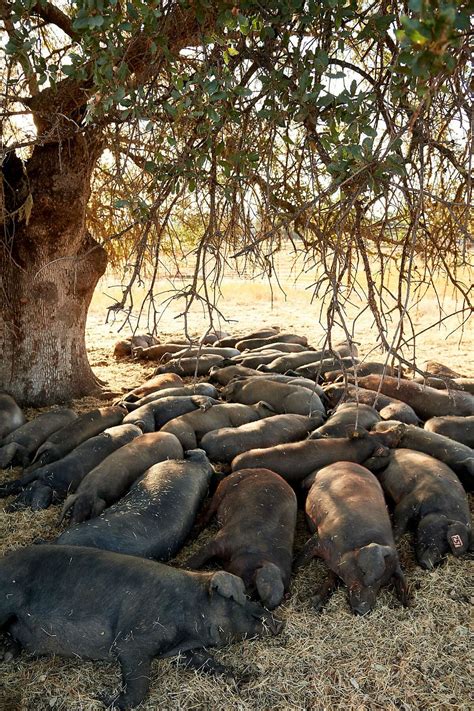 For the first time, Spain’s prized Iberian pigs being raised in California