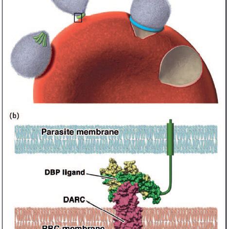 The role of Duffy antigen receptor for chemokines in Plasmodium vivax ...