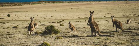 Wildlife - Encounter Maria Island