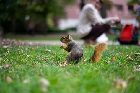 Clipart Of Old Lady Feeding Squirrels