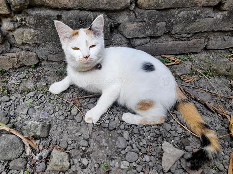 This white female cat is striped or commonly called a calico cat, the fur is very soft, the ...