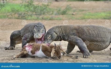 The Komodo Dragons Attacks the Prey. Stock Photo - Image of goat ...