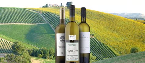 Pecorino | Local Wine Variety From Marche, Italy