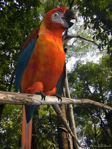 Cuban Red Macaw Extinct