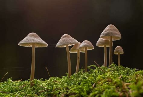 6 Most Common Magic Mushroom | Psilocybe Species