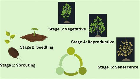 How Your Plants Grow: Full Report on Stages of Plant Growth