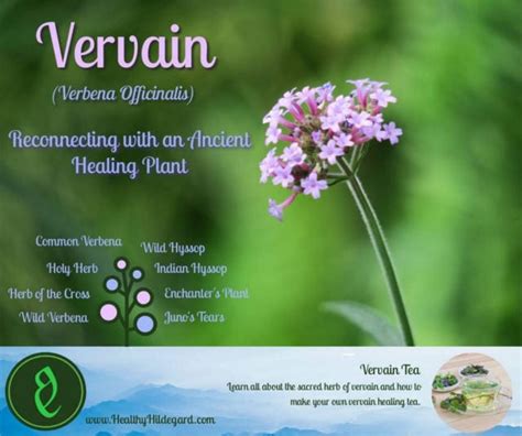 Vervain (Verbena): a forgotten medicinal herb - Healthy Hildegard ...