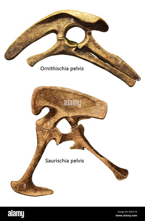 Pelvis La pelvis Saurischia y Ornithischia aislado fondo blanco Fotografía de stock - Alamy