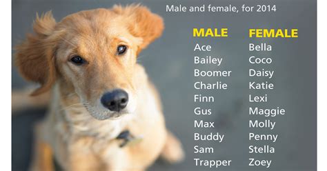 Delaware By The Numbers: Most Popular Dog Names