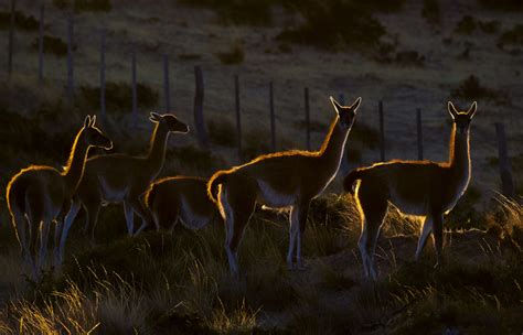 Swift as the Wind: The Guanacos of Patagonia | Roundglass | Sustain