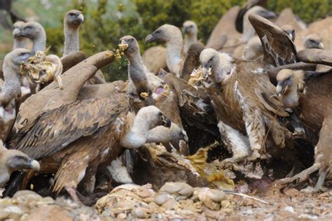 Do vultures choose what they eat? A study reveals how vulture culture influences individual ...