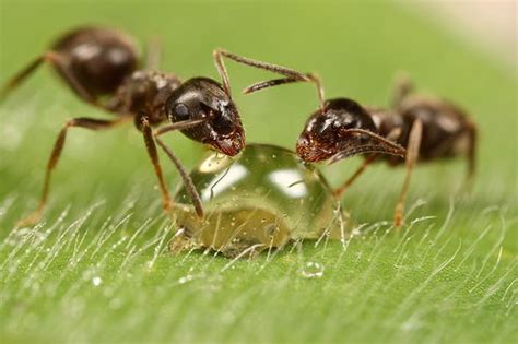 Ant Facts For Kids | Ant Habitat | Ant Diet