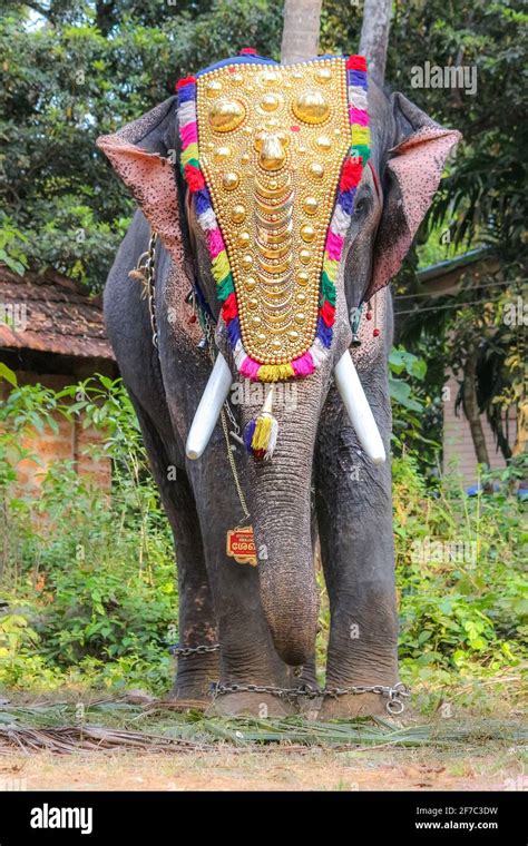 Onam kerala elephant hi-res stock photography and images - Alamy