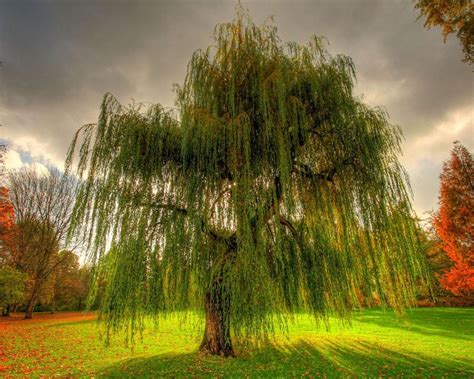 Weeping willow trees / Wallpapers as | Weeping willow, Willow tree ...